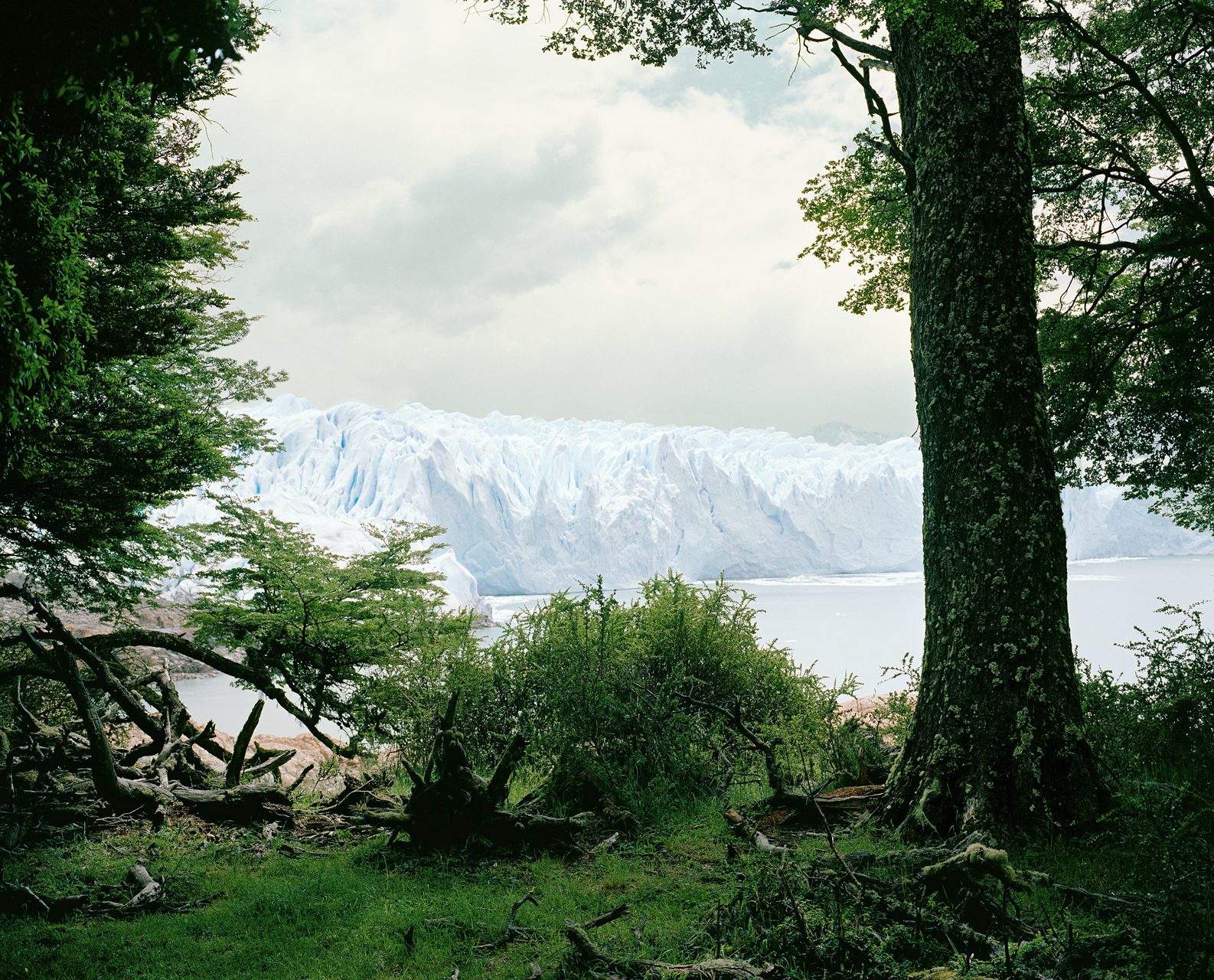 Perito Moreno glacier in Patagonia, Argentina. Ice front seen through trees, landscape photography