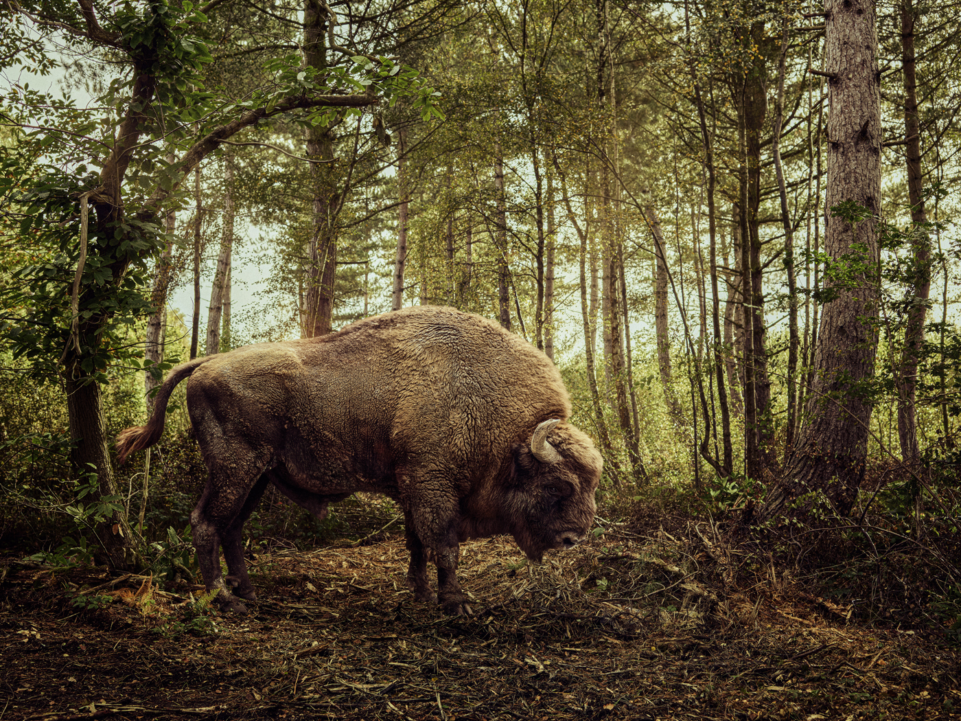 WIRED – Bison