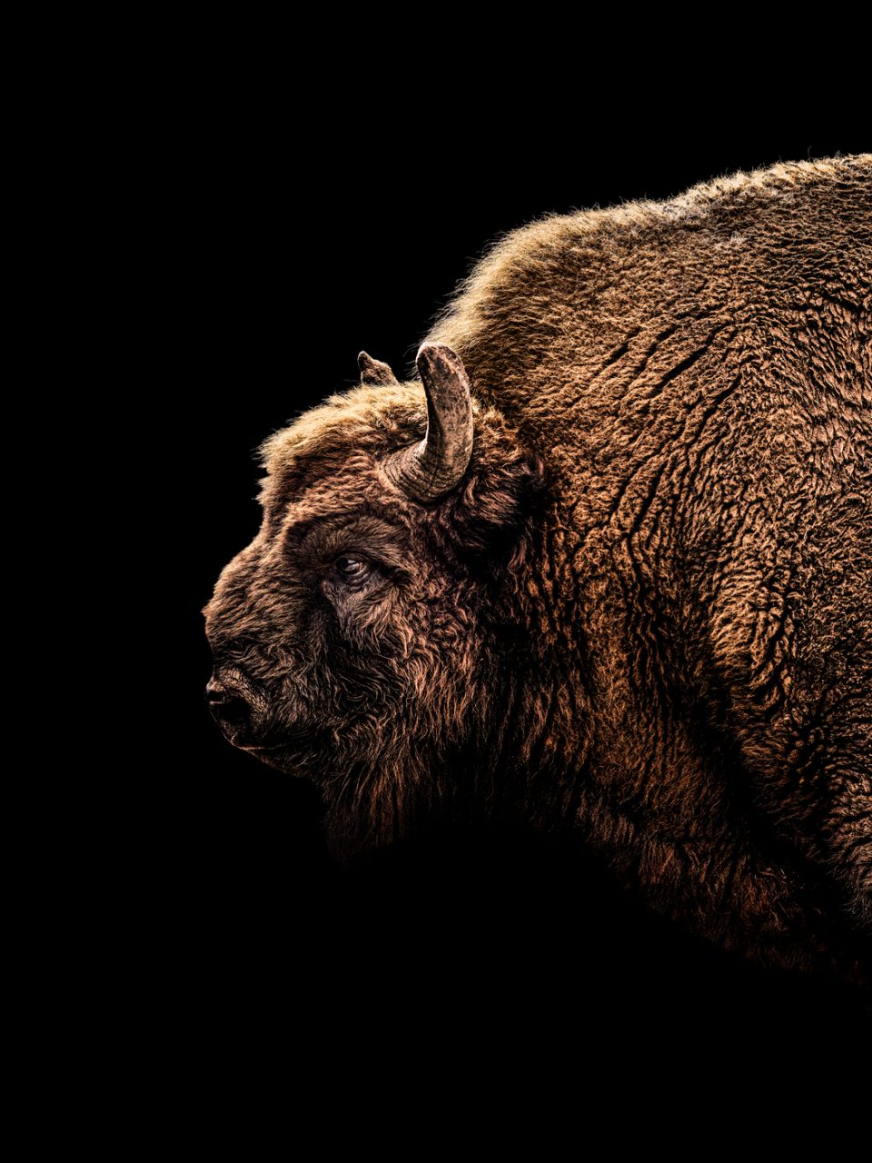WIRED Bison90673_w2